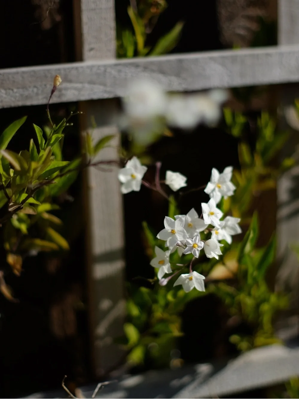 TTartisans 35mm F0.95 APS-C Manual Focus Lens Fujifilm Fuji X mount